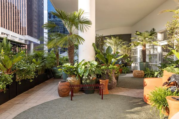 Plantas Nativas X Plantas Exóticas: entenda as diferenças