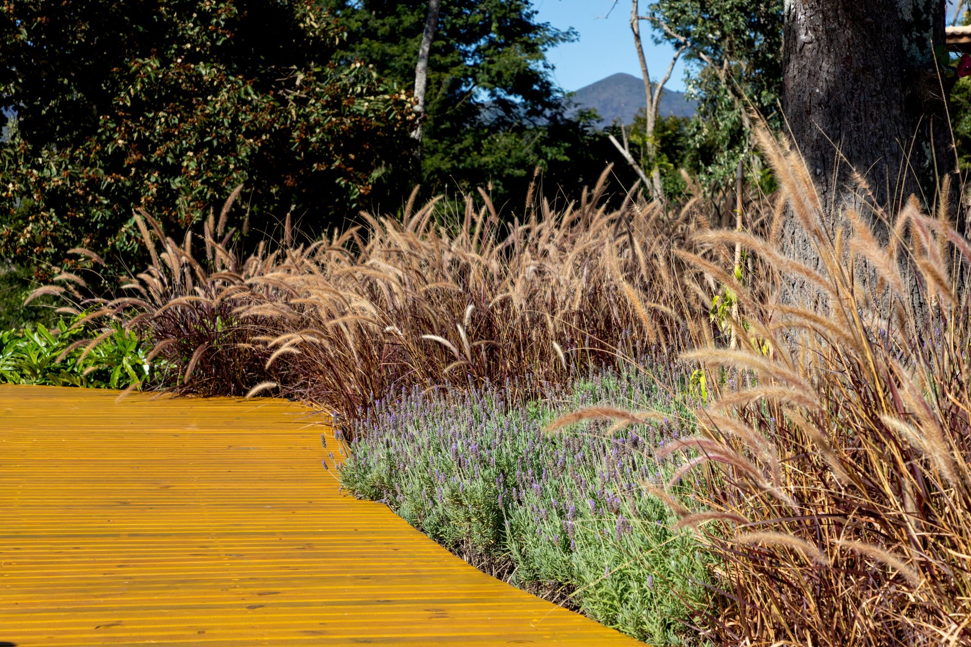 Jardins sensoriais: como incluir aromas, texturas e cores que despertam os sentidos no paisagismo